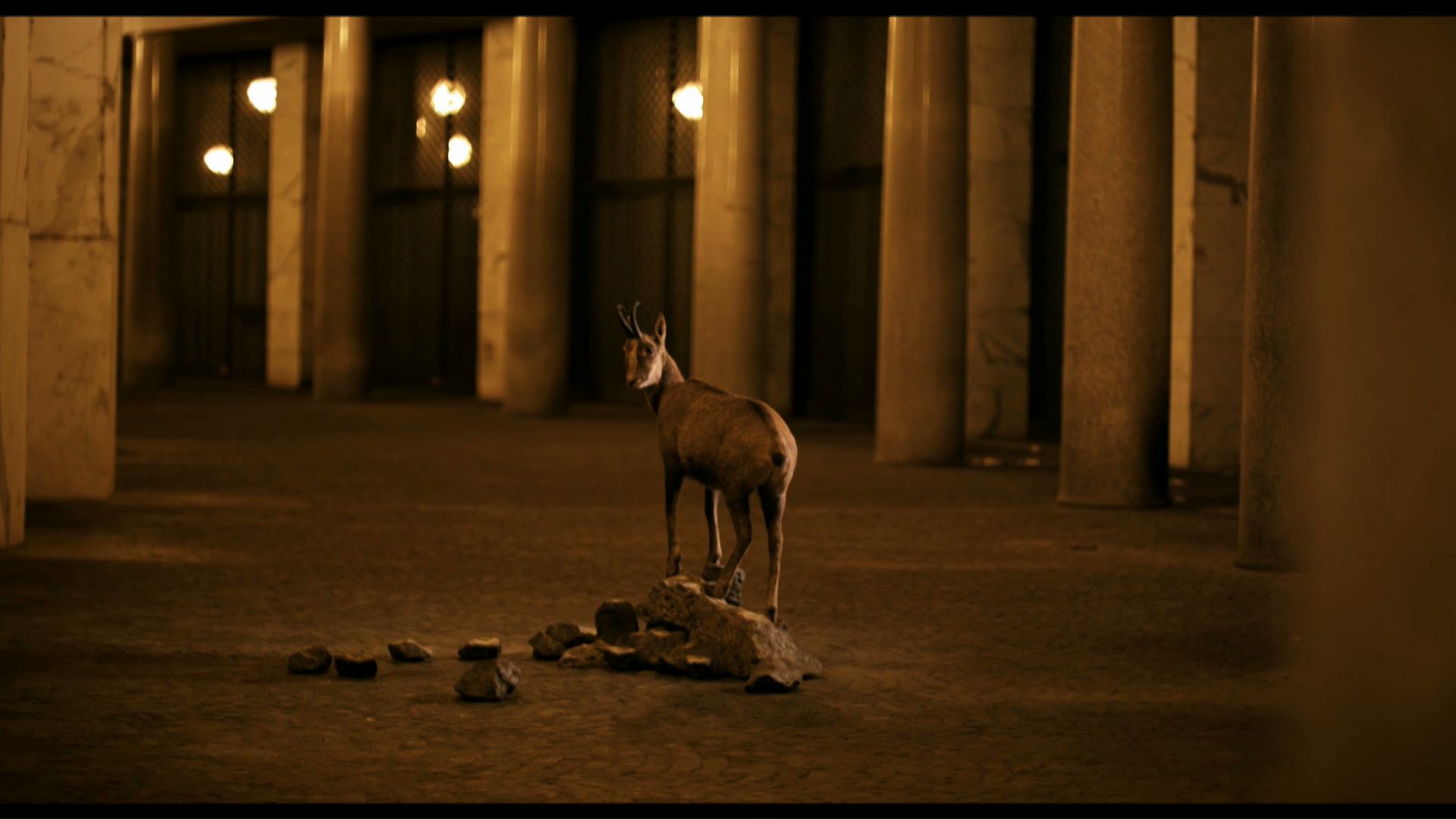 ‘Still Life’ di Davide Gambino è tra i film selezionati al Documentary Campus di Berlino.