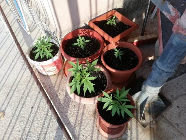 Lentini, diciottenne denunciato dalla Polizia per coltivazione di droga.Sul balcone di casa sette piantine di marijuana.