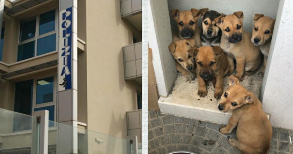 Lentini. La Polizia di Stato salva 7 cuccioli di cane abbandonati