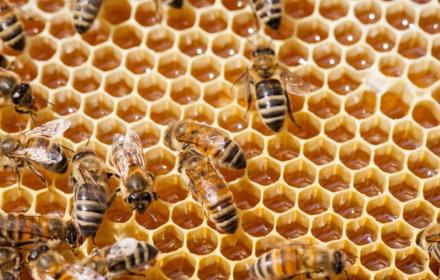 Apicoltura, produzione e commercializzazione miele, Scilla: “oggi il bando, anche per piccoli apicoltori”