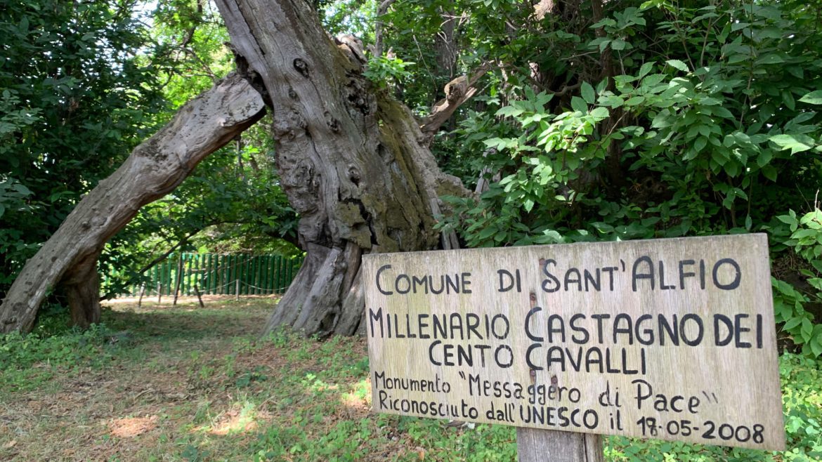 Sant’Alfio, Ambiente, è il “Castagno dei 100 cavalli” l’albero dell’anno 2021. Cordaro «Vince la Sicilia»