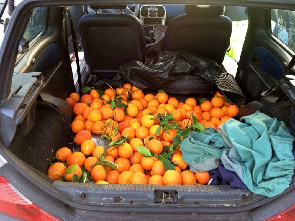 Francofonte, furti di arance, preoccupazione degli agrumicoltori