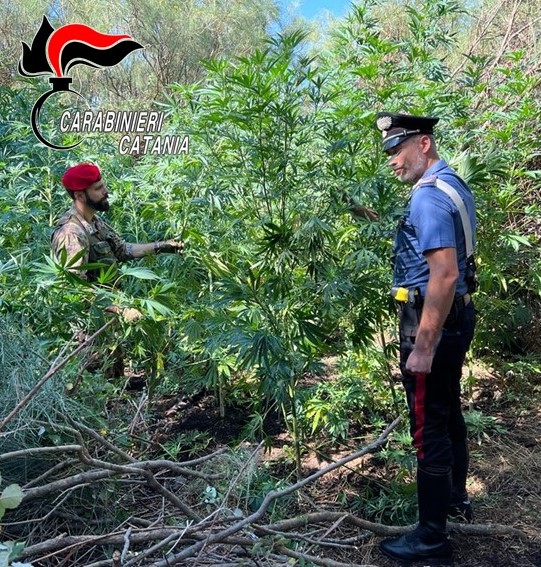 Maletto,  Curava con amore una piantagione di cannabis nel terreno del nonno defunto: arrestato