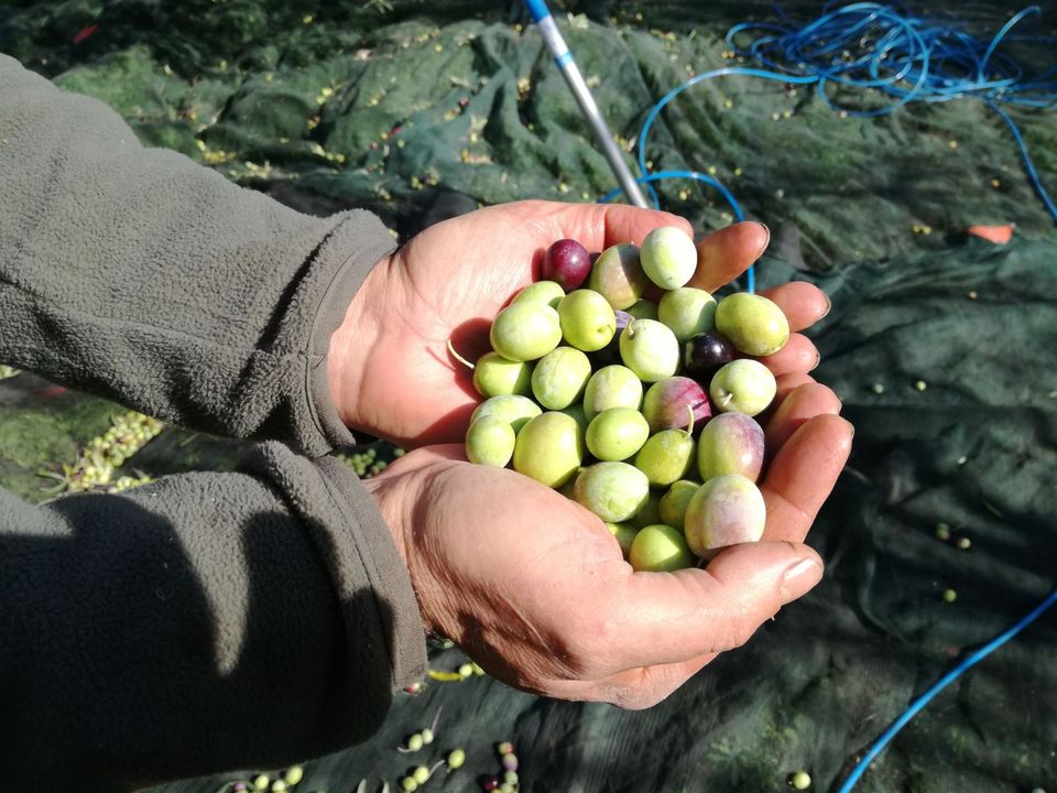 Carlentini, L’olio extra-vergine d’oliva nostrano esportato in Germania